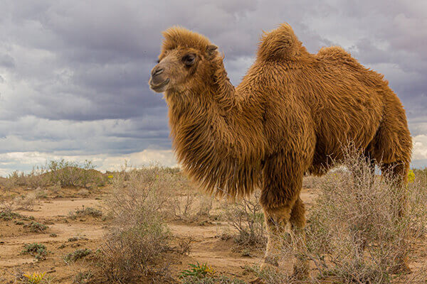Extreme & Adventure Tours in Uzbekistan